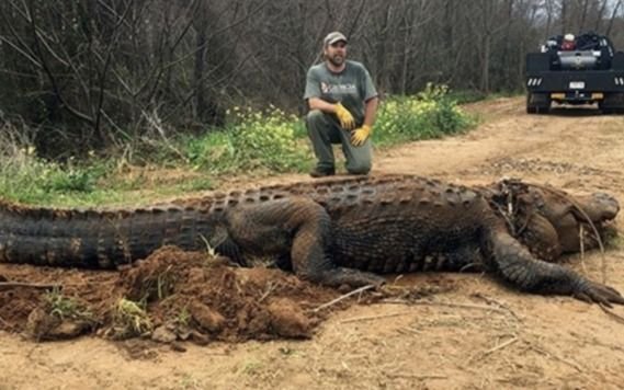 Capturaron un súper cocodrilo: medía 4 metros y pesaba 3 mil kilos
