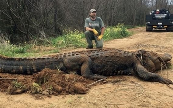 Capturaron un súper cocodrilo: medía 4 metros y pesaba 3 mil kilos -  Información General