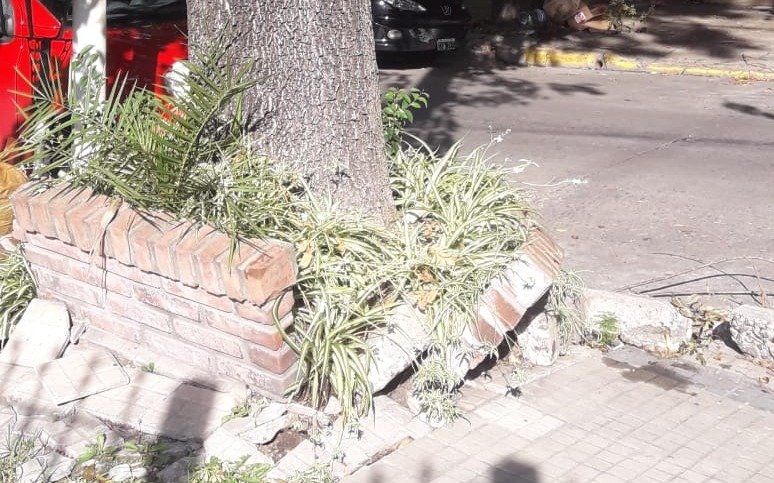 Piden la remoción de un árbol por los destrozos causados