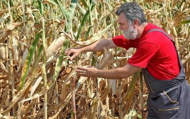 Los ingresos por las exportaciones de soja, maíz y trigo serán por U$S 25 mil millones