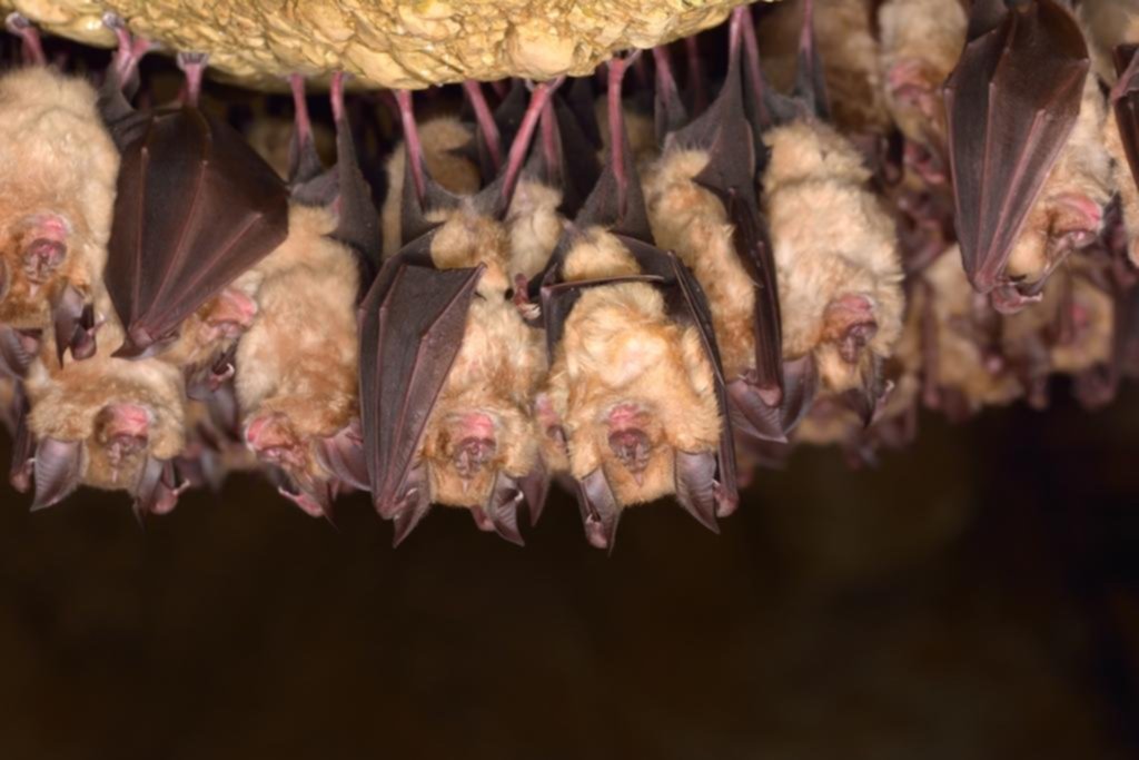 ¿Cual es la razón por la que los murciélagos se cuelgan al revés del resto del reino animal?