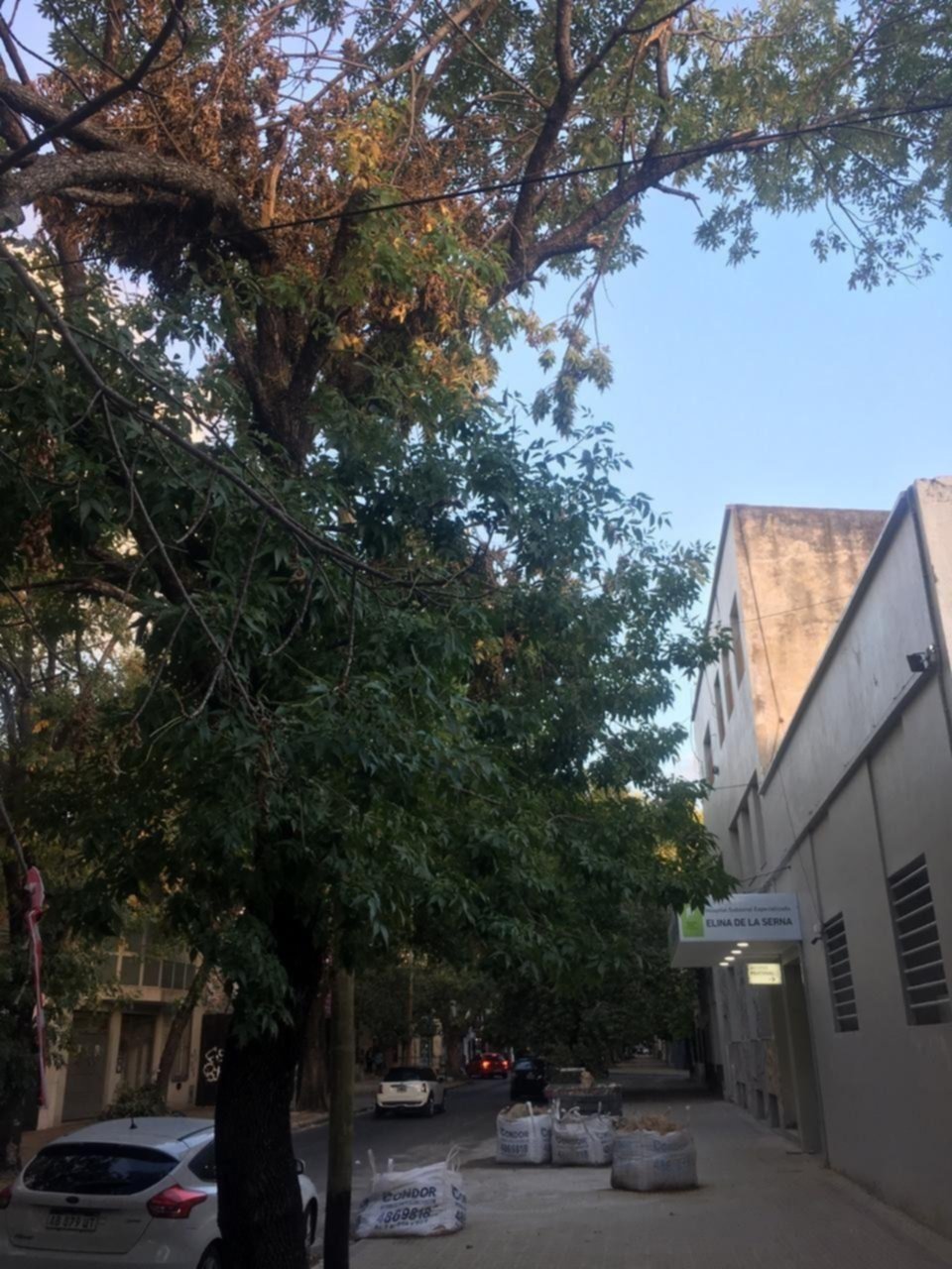 Preocupación por el estado de las ramas de dos árboles