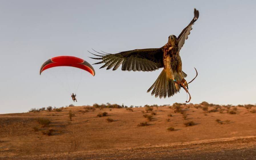 Un halcón y su dueño, unidos por la pasión de volar y cazar juntos