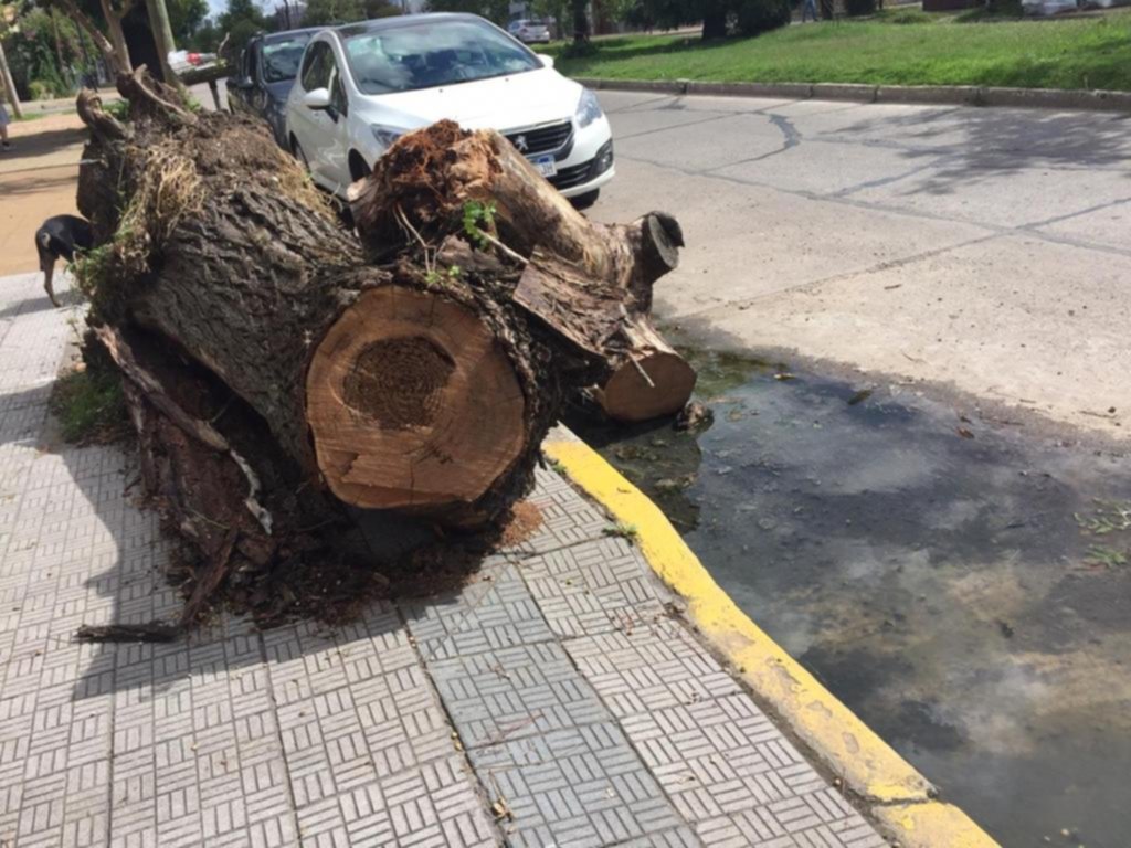 Desborde cloacal y troncos arrumbados en La Loma