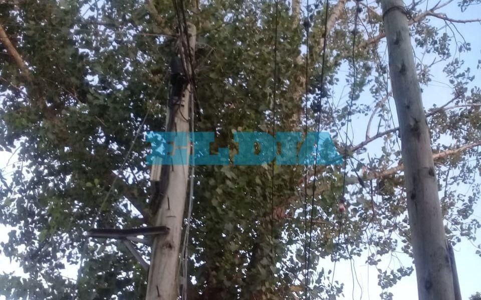 Reclaman poda de dos árboles en 126 entre 33 y 34