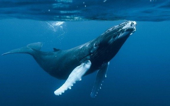 Encuentran contaminantes orgánicos persistentes en ballenas azules en el Hemisferio Sur