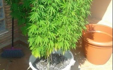 Encontraron dos plantas de marihuana en la puerta de un jardín de infantes