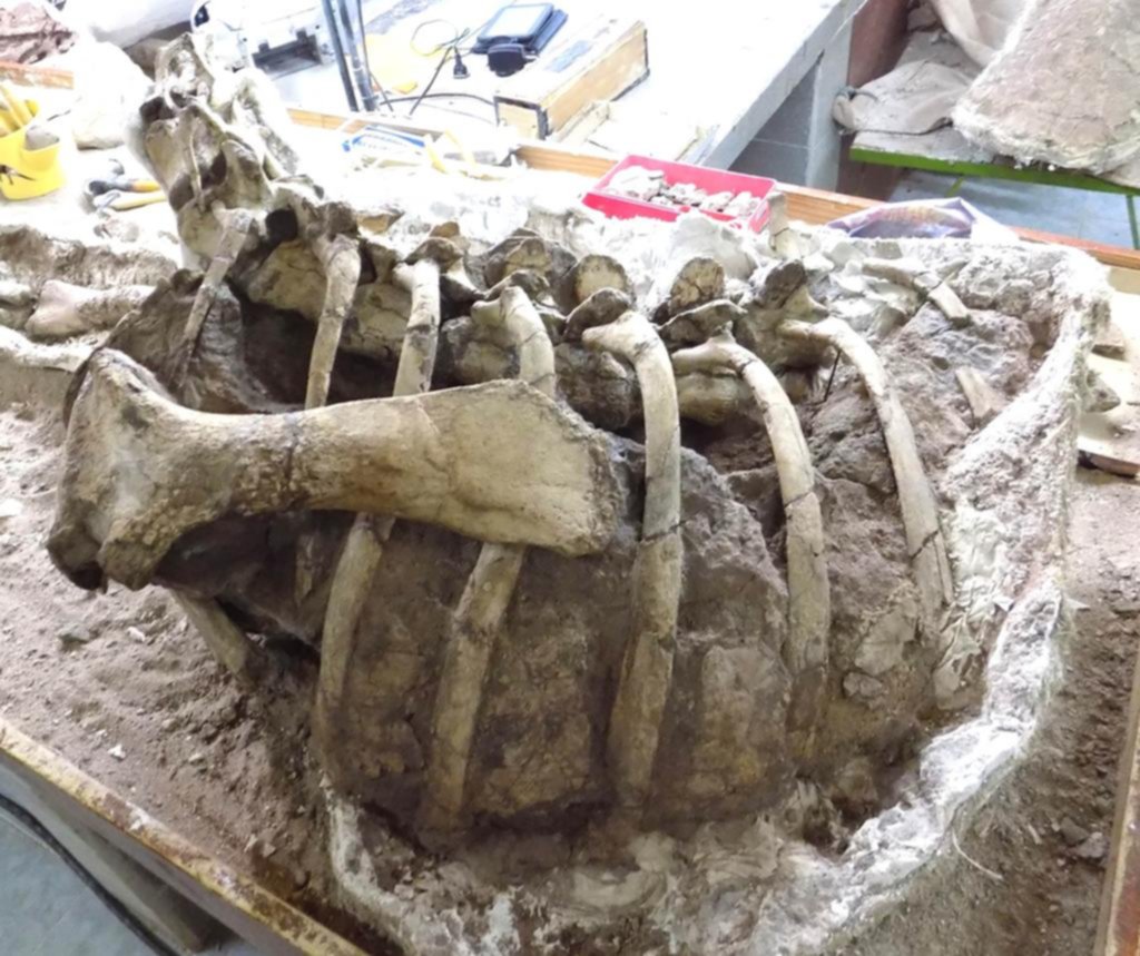 Una nueva especie de dinosaurio hervíboro fue hallada en Neuquén