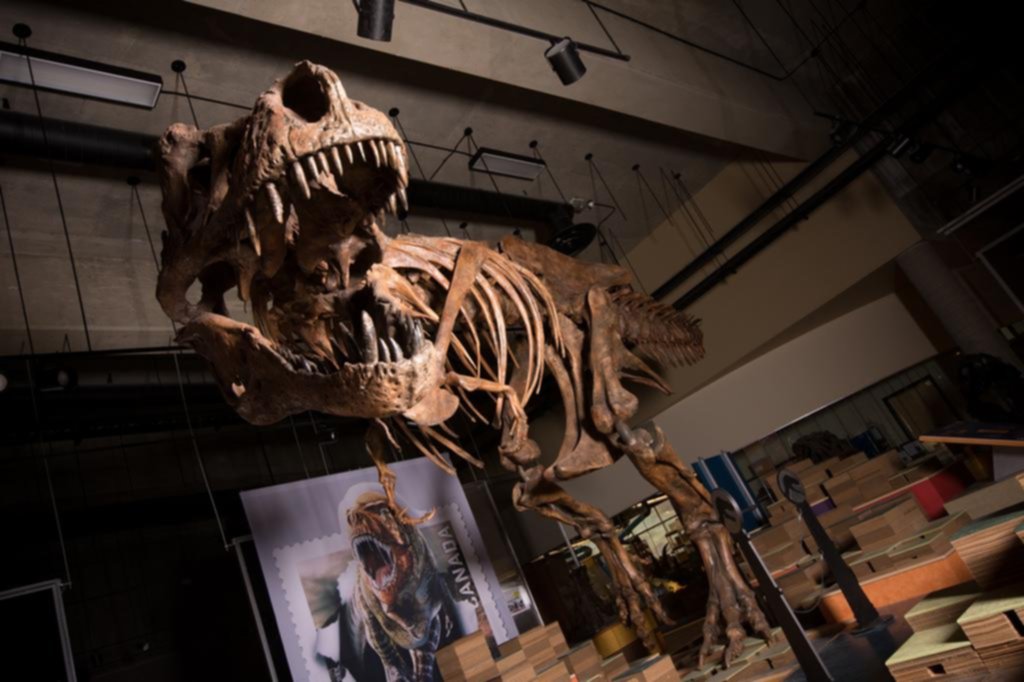 El tiranosaurio más grande del mundo pesaba 9 mil kilos y vivía en Canadá