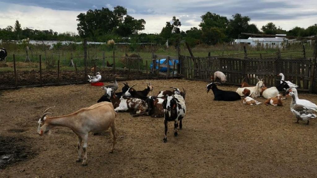 Harán un festival para ayudar a un santuario de animales