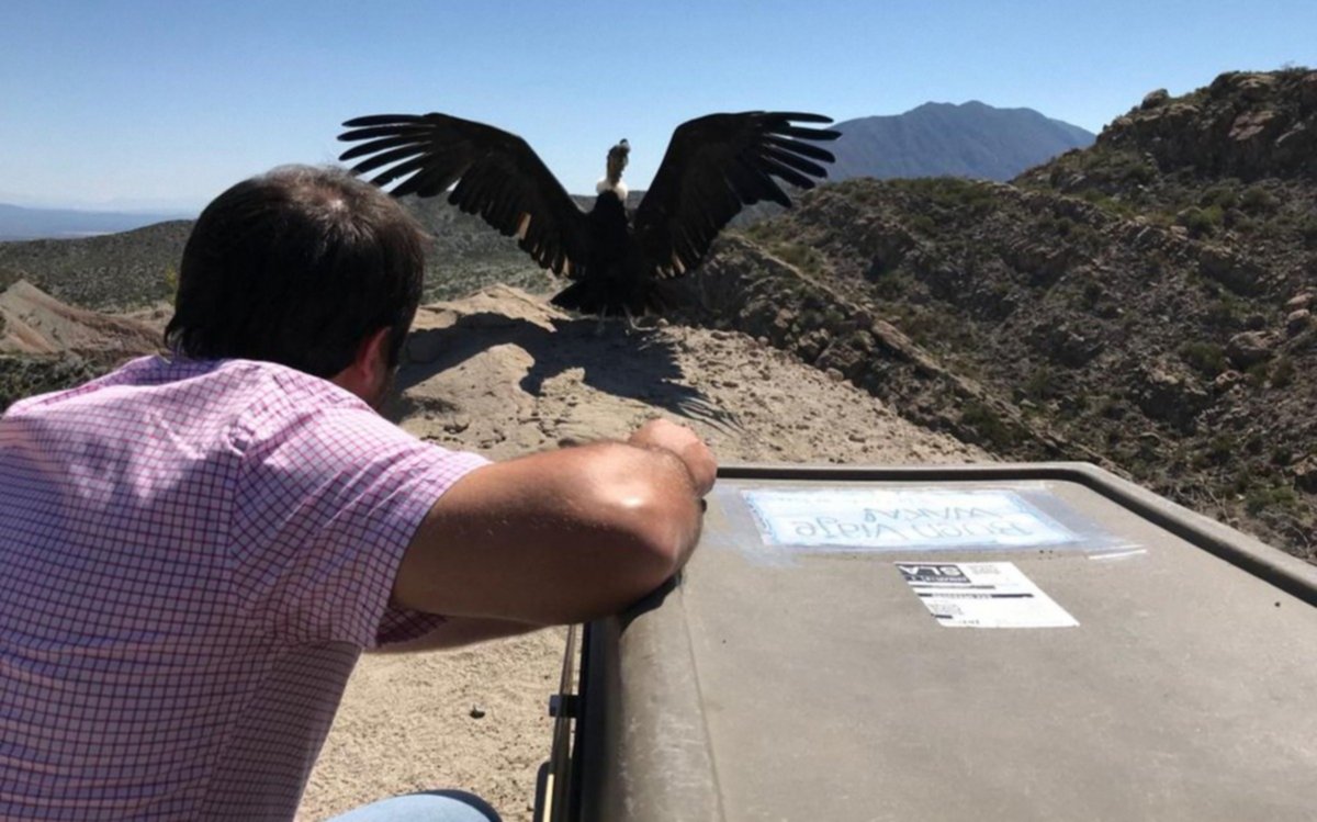 Liberan en Salta al cóndor andino número 179 rehabilitado en el Ecoparque porteño