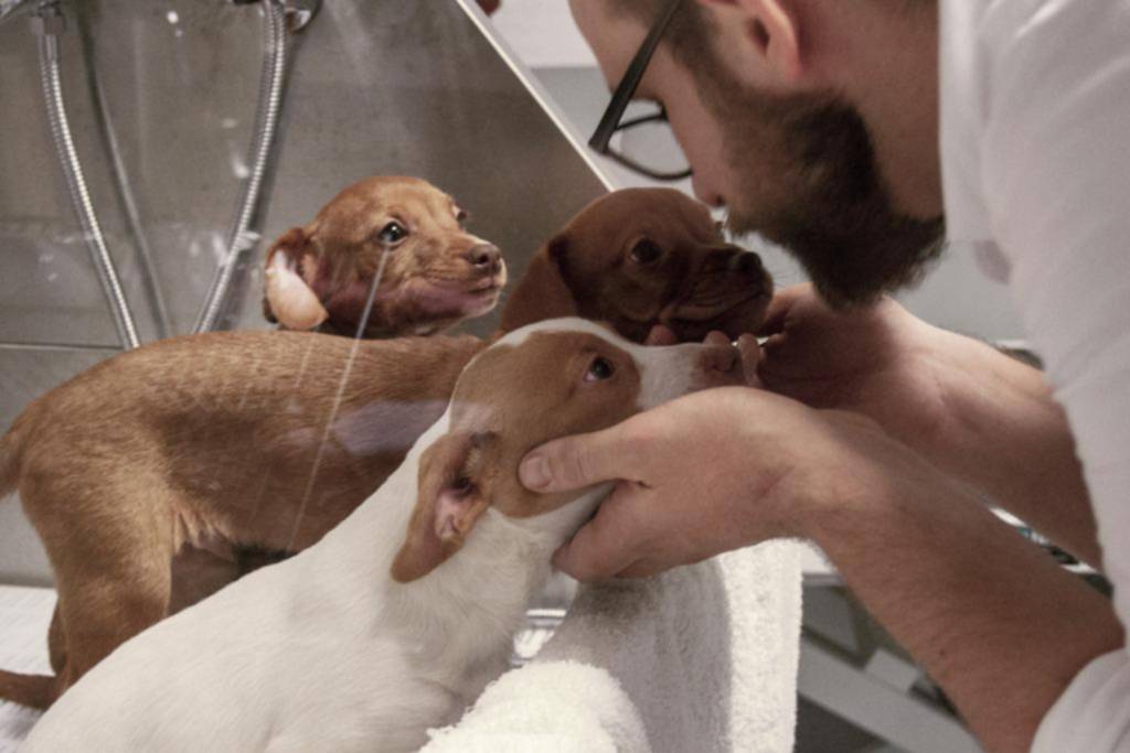 Un café, la excusa para que personas y perros comiencen un vínculo