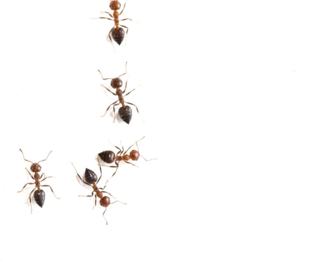 ¡Fuera bichos!