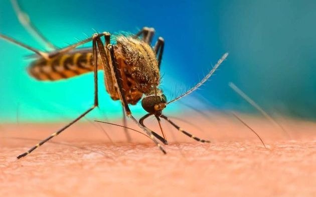 Confirman más de 120 casos de dengue en Corrientes