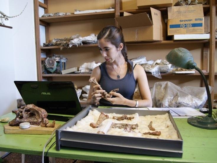 “Reviven” a un ancestro de los cocodrilos que vivió en el país