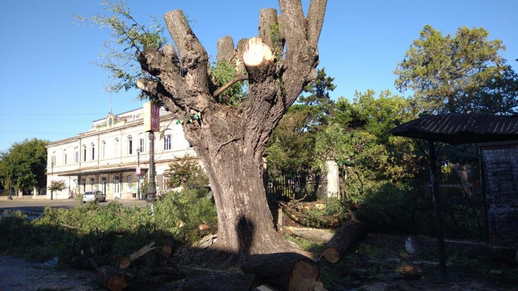 Un centenario árbol de 71 y 17 rompió una cañería y ahora está en riesgo
