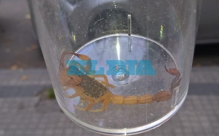 Preocupación por nuevas apariciones de alacranes en jardín maternal de 8, 58 y 59