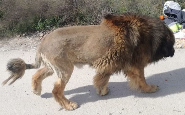 El "rey de la calle": un "perroleón" desató el pánico