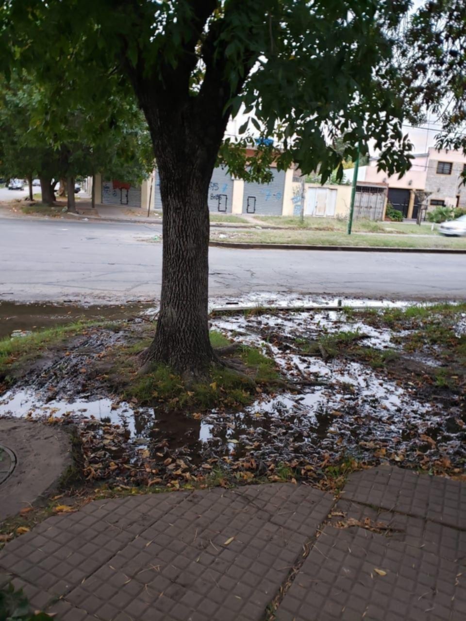 “Pantano” y fuerte olor por desborde de la red cloacal