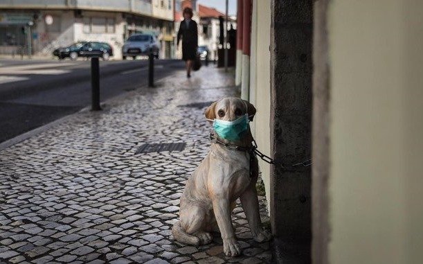 Veterinarios piden no poner barbijos a mascotas: "no se contagian ni transmiten el coronavirus"