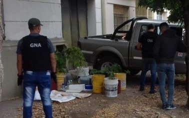 Liberan a concejales de Tornquist acusados de haber retirado plantas de marihuana del INTA