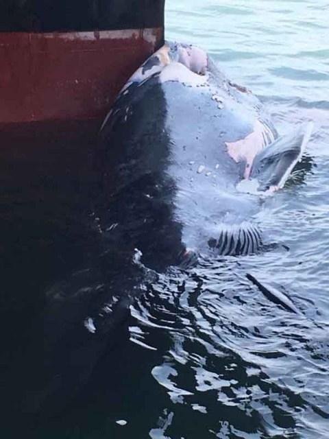 Cada vez más ballenas se estrellan contra grandes barcos