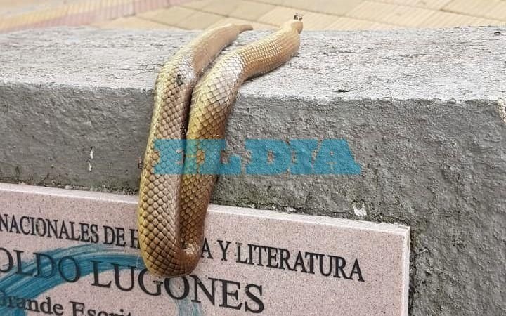 Otra misteriosa aparición en pleno centro platense