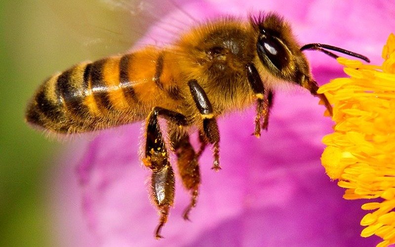 El Reino Unido dejará de usar un pesticida dañino para las abejas