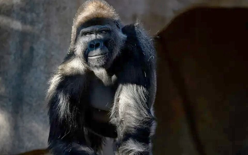 Vacunan a gorilas contra el Coronavirus en el zoo de San Diego, California