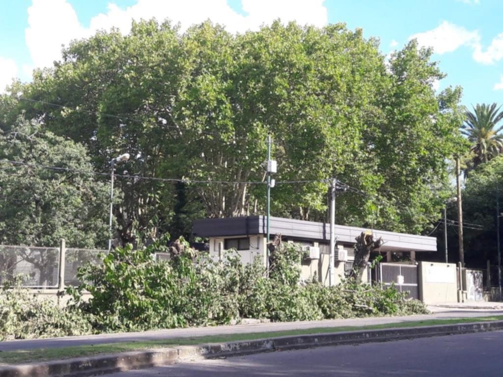 Piden explicaciones por el arbolado de la avenida 60