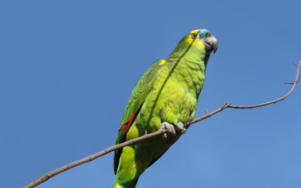 Animales exóticos generan enfermedades respiratorias que se confunden con Covid-19