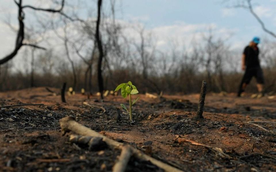 Dos tercios de los bosque tropicales en el mundo fueron destruidos y maltratados