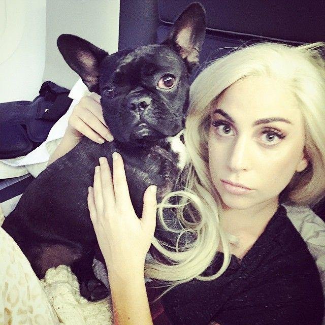 Por qué Lady Gaga todavía no pagó la recompensa por sus perros robados
