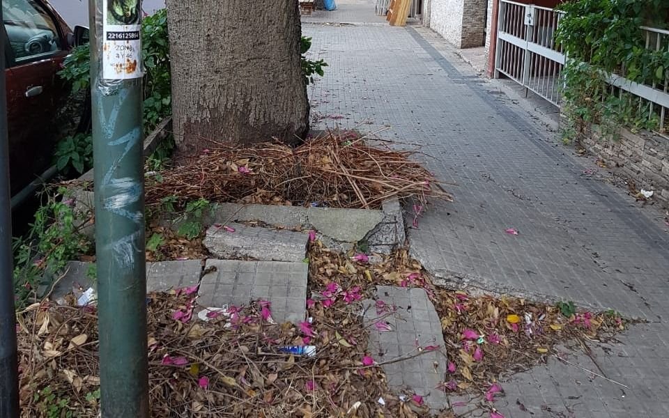 Quejas por el estado de la vereda y le apuntan a un enorme árbol