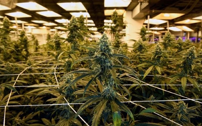 Cannabis: revelador estudio por los efectos que causa su producción en espacios cerrados