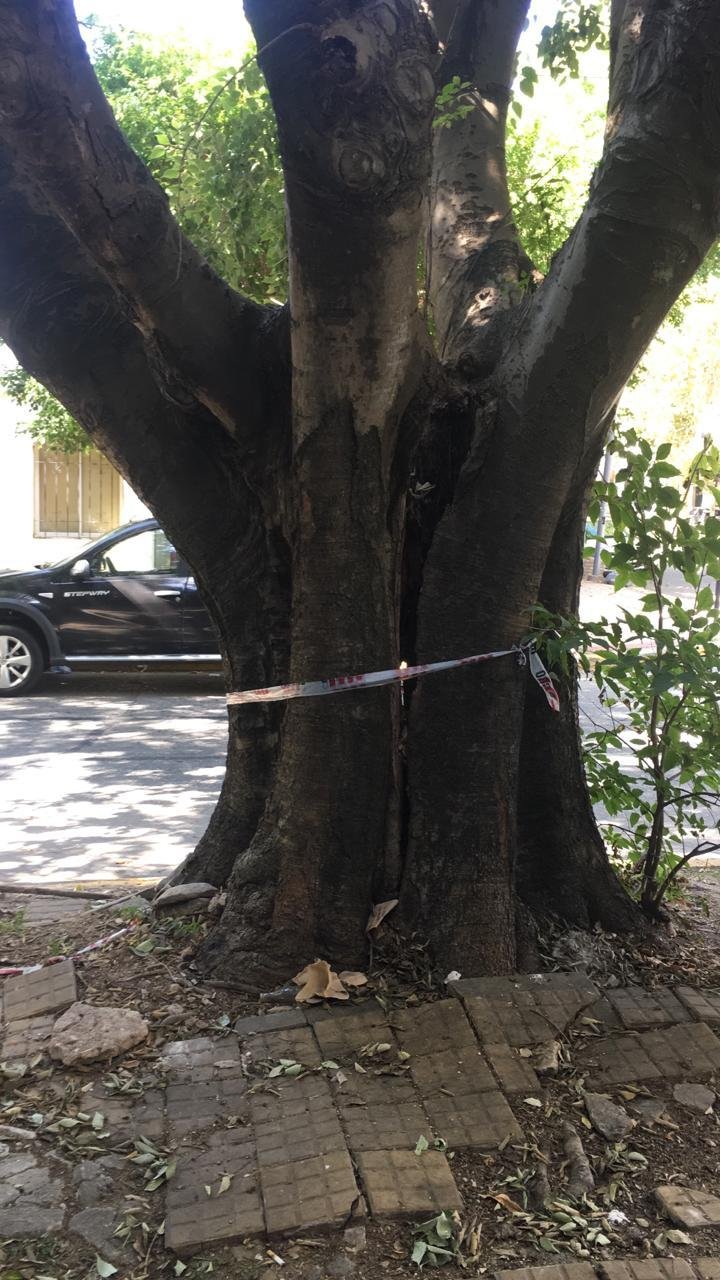 Temen que un árbol se venga a pique en 18 esquina 53