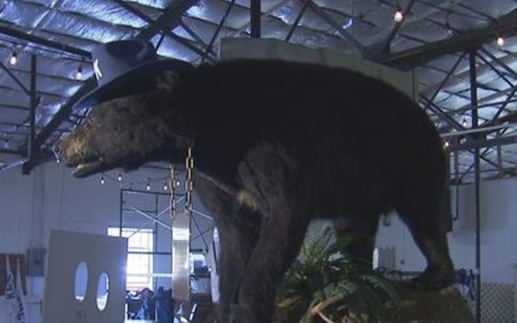 La historia del oso bautizado "Pablo EsKobear", tras comerse 30 kilos de cocaína