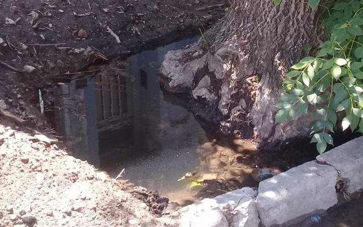 Trastornos por un pozo lleno de agua junto a un árbol