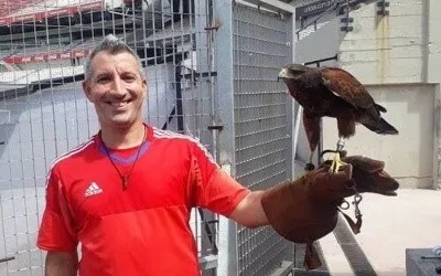 River compró dos gavilanes para cuidar el Monumental de las palomas