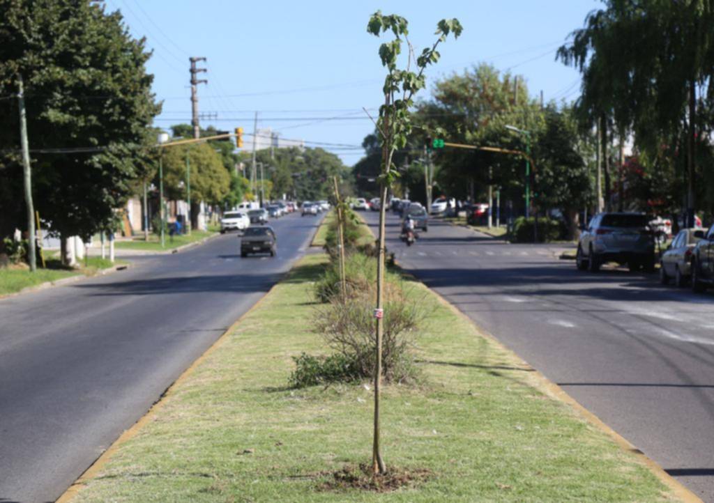 Plantaron nuevos tilos en la avenida 13 desde 72 a 76