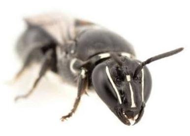 Importante hallazgo: reaparece una abeja que se creía extinta hace 100 años