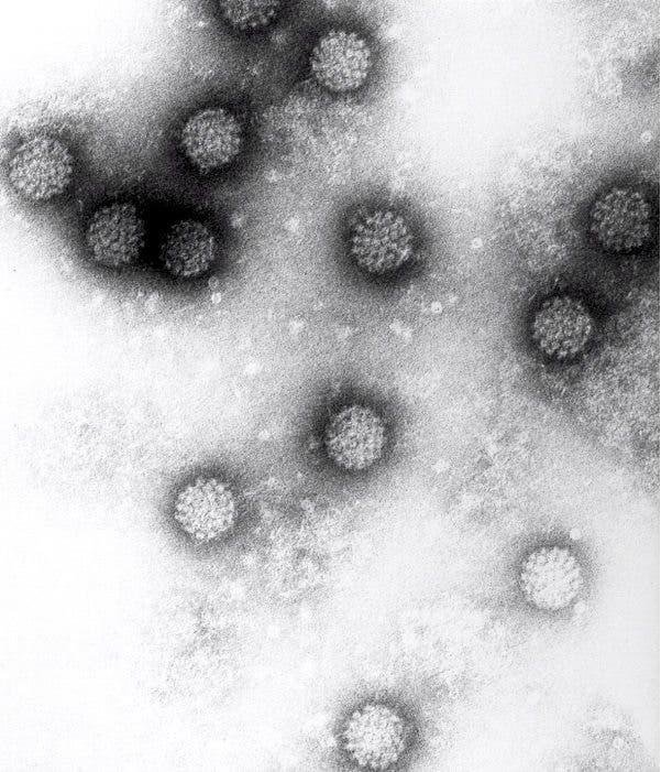 HPV: el virus del papiloma humano no distingue entre los sexos