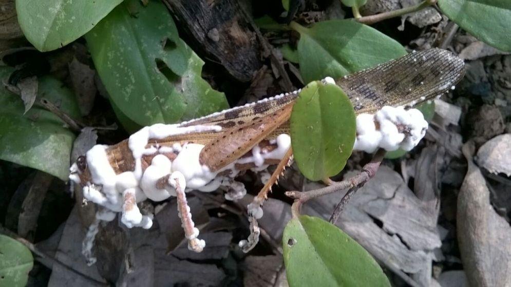 Hongos insecticidas, una solución para los cultivos platenses
