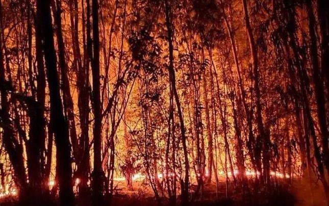 Controlan incendio en Parque Pereyra Iraola