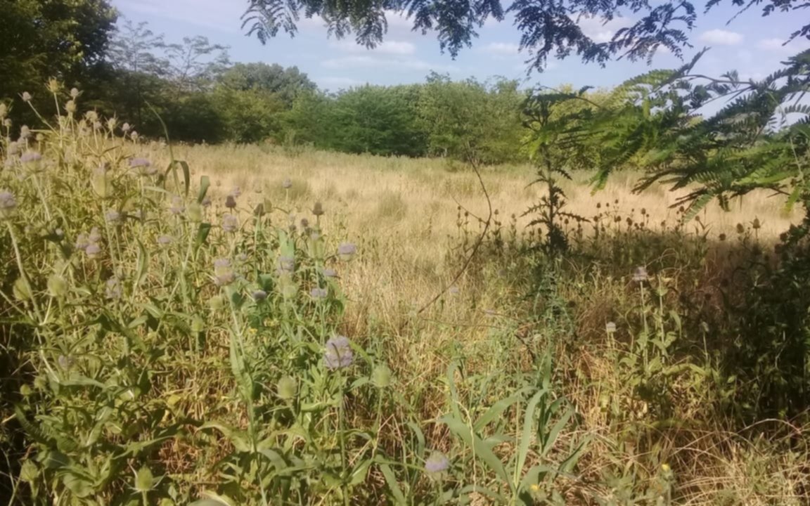 En 24 y 455 denuncian la presencia de roedores por un terreno descuidado