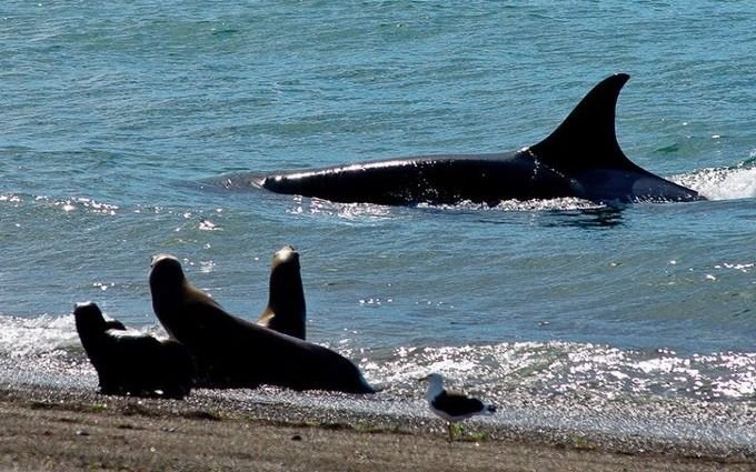 Comenzó la temporada de avistamiento de orcas en Península Valdés