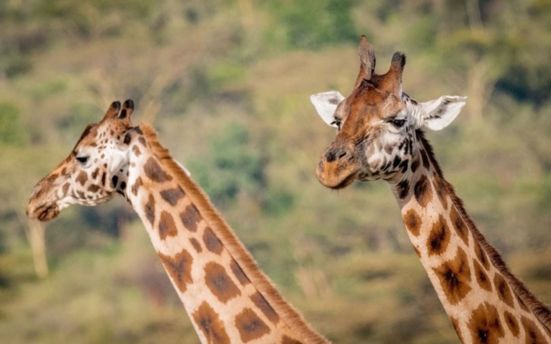 ¿Lo sabías? El motivo por el que las jirafas tienen características biológicas únicas