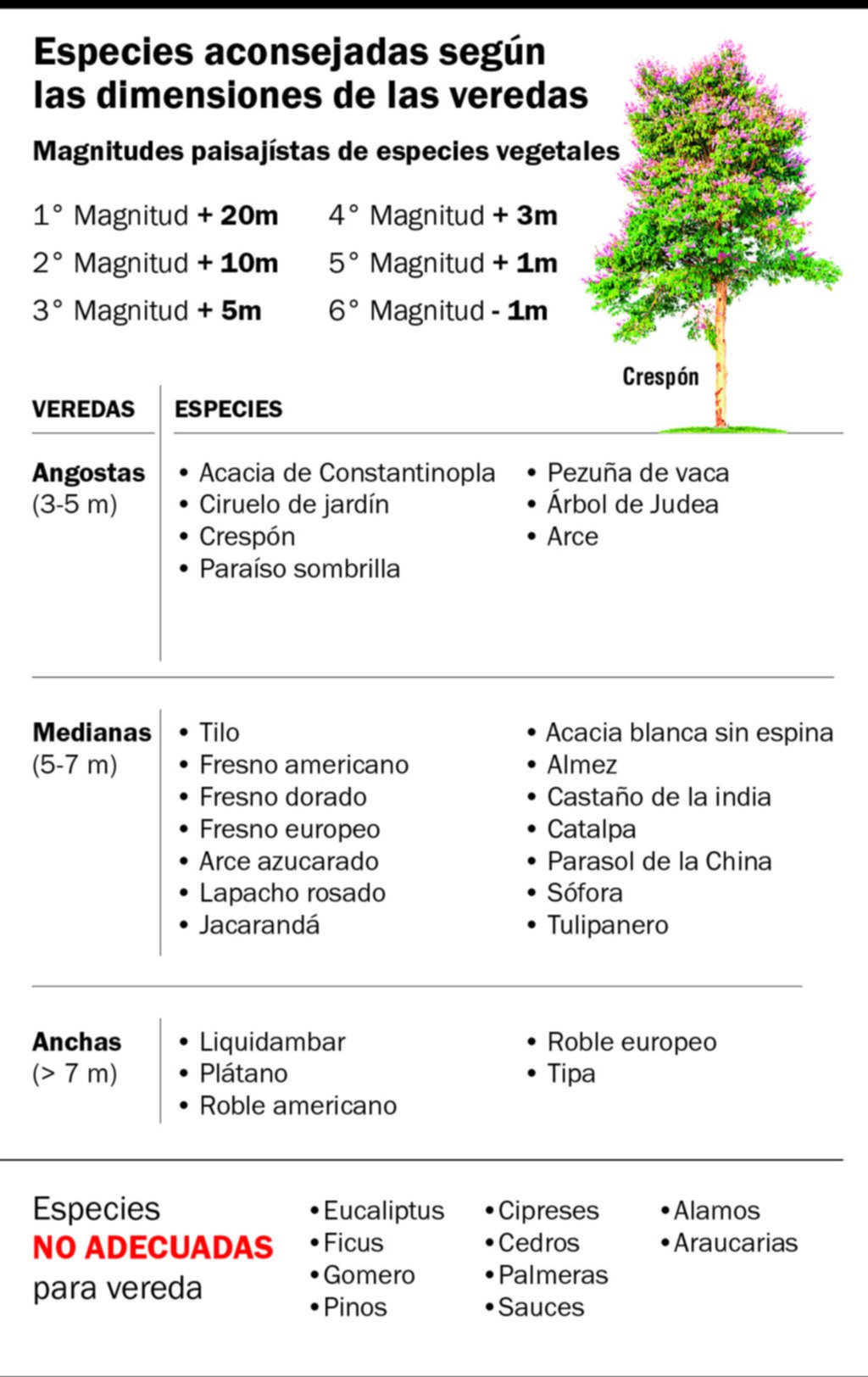 El foco en el castigado arbolado de la Ciudad, que buscan reforzar