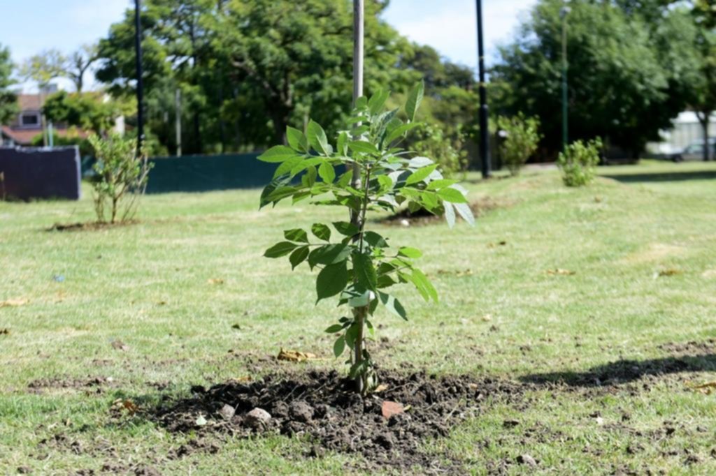 Piden un censo para establecer la cantidad de ejemplares y las especies del patrimonio forestal