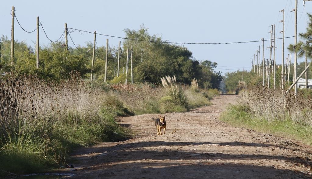 Un trabajador rural murió por el ataque de un perro cimarrón